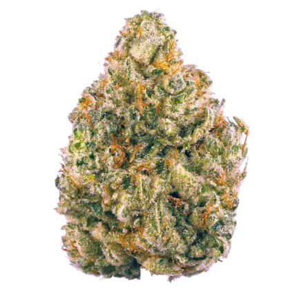 BUY Cookies Gelato Strain AU