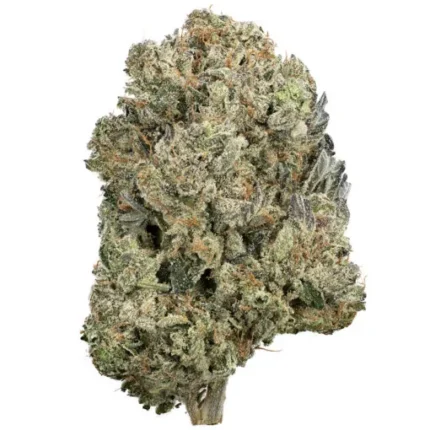 Gator Breath Strain For Sale AU